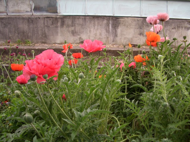 2008_05_28_09.17.31.jpg